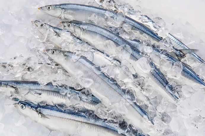 Peixes-agulha alinhados sobre gelo