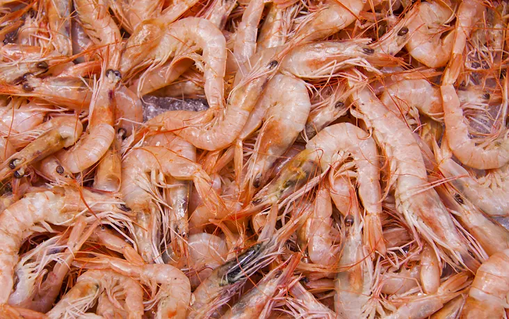 Camarões rosados prontos para venda