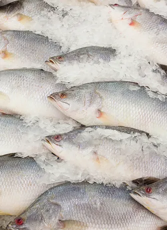 Pescadas inteiras empilhadas sobre gelo