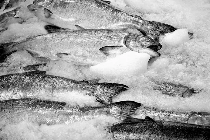 Salmões inteiros no balcão refrigerado