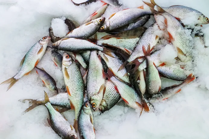Peixes de água doce sobre gelo