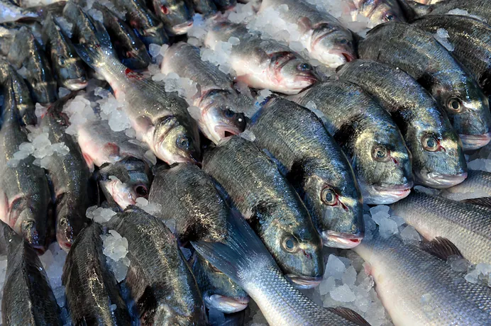 Peixes marinhos de dorso escuro no gelo