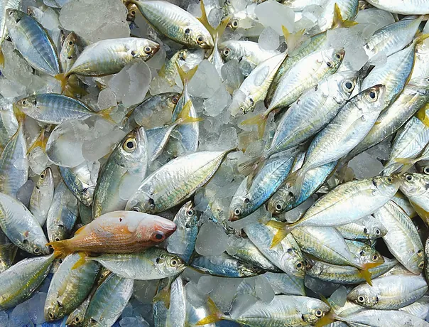 Carapaus prateados acomodados no gelo