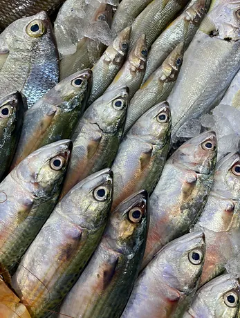 Sardinhas prateadas organizadas no balcão