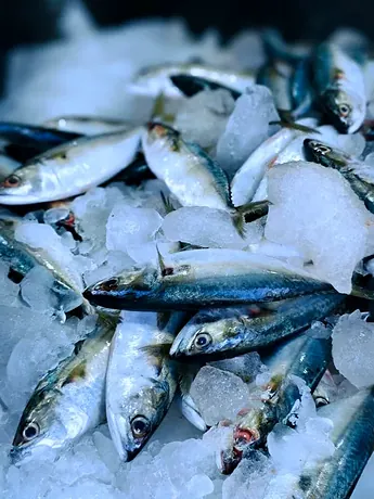 Sardinhas de dorso azulado sobre gelo