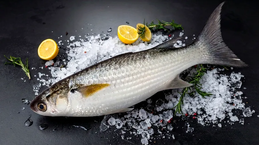 Tainha fresco exposto sobre gelo na Peixaria Ômega 3
