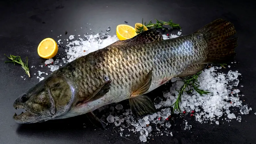 Traíra fresco exposto sobre gelo na Peixaria Ômega 3